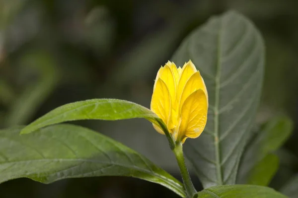 ペルー原産のロリポップ植物またはゴールデンエビ植物 Pachystachys Lutea — ストック写真