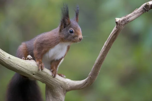 Red Squirrel Sciurus Vulgaris Emsland Lower Saxony Germany Europe — стокове фото