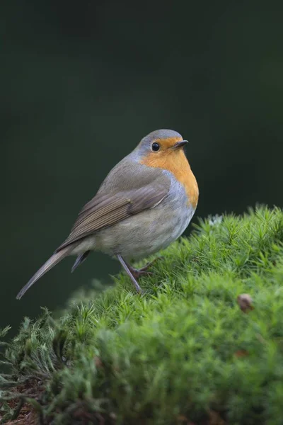 Robin Robin Europeu Erithacus Rubecula Emsland Baixa Saxónia Alemanha Europa — Fotografia de Stock