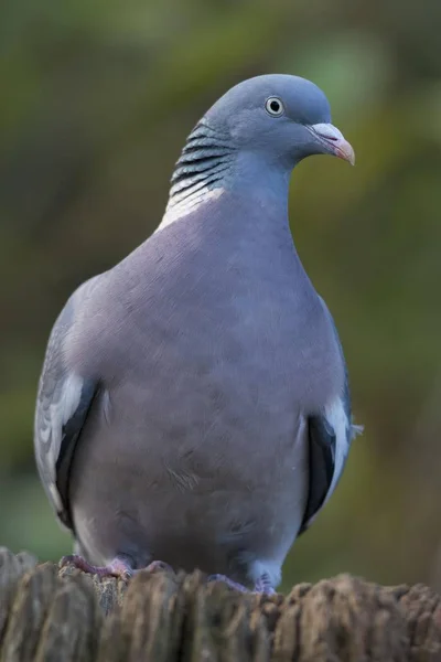 Pombo Madeira Columba Palumbus Emsland Baixa Saxónia Alemanha Europa — Fotografia de Stock