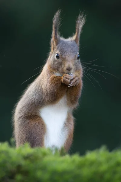 Esquilo Vermelho Sciurus Vulgaris Emsland Baixa Saxônia Alemanha Europa — Fotografia de Stock