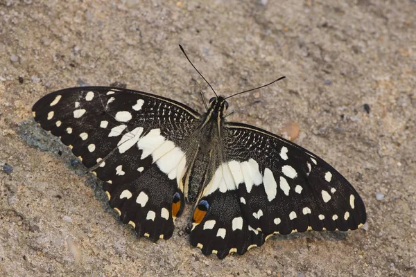 Κοινή Πεταλούδα Ασβέστη Papilio Demoleus Αιχμάλωτη Emsland Κάτω Σαξονία Γερμανία — Φωτογραφία Αρχείου