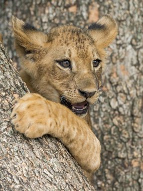 Lion cub (Panthera leo), 3 months, captive clipart