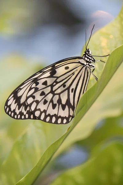 Paper Kite Idea Fcconoe Пленник Эмсланд Нижняя Саксония Германия Европа — стоковое фото