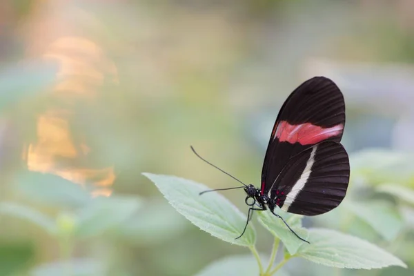 Postino Rosso Heliconius Erato Prigioniero Emsland Bassa Sassonia Germania Europa — Foto Stock