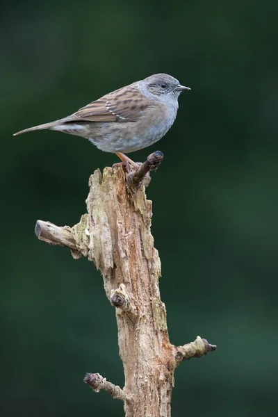 Dunnock Hedge Sparrow Prunella Modularis Emsland Lower Saxony Germany Europe — Stock Photo, Image