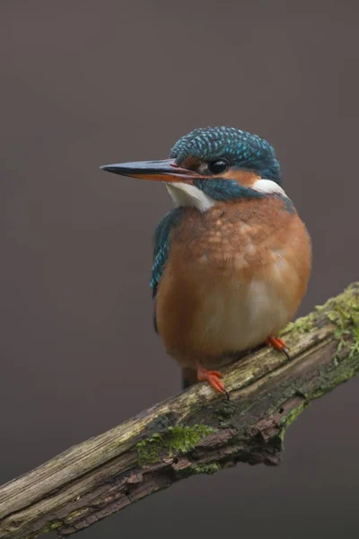 Kingfisher Alcedo Atthis Emsland Baixa Saxônia Alemanha Europa — Fotografia de Stock