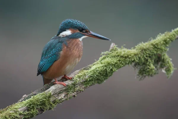 Kingfisher Alcedo Atthis Emsland Baixa Saxônia Alemanha Europa — Fotografia de Stock