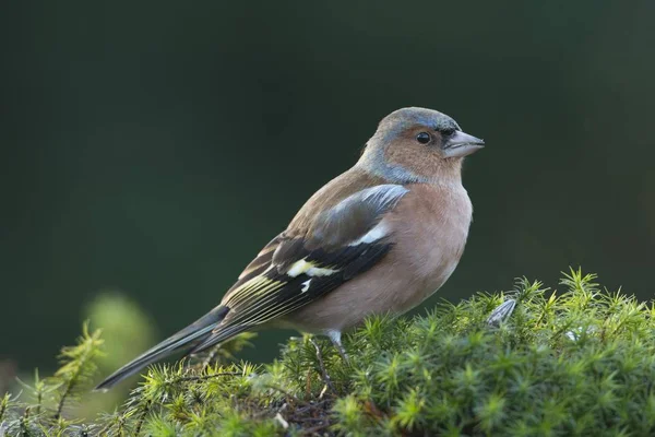 Buchfink Fringilla Coelebs Emsland Niedersachsen Deutschland Europa — Stockfoto