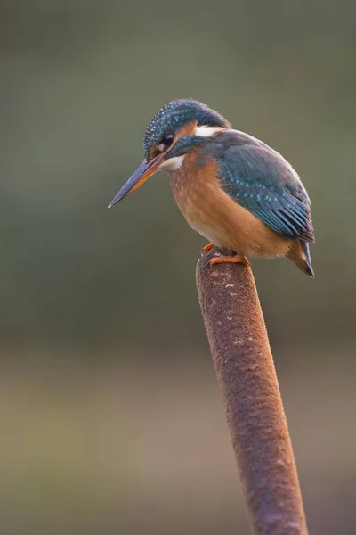 Kingfisher Alcedo Atthis Emsland Lower Saxony Germany Europe — стокове фото