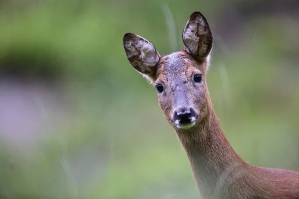 European Roe Deer Capreolus Capreolus Doe Stubai Valley Tyrol Austria — стокове фото