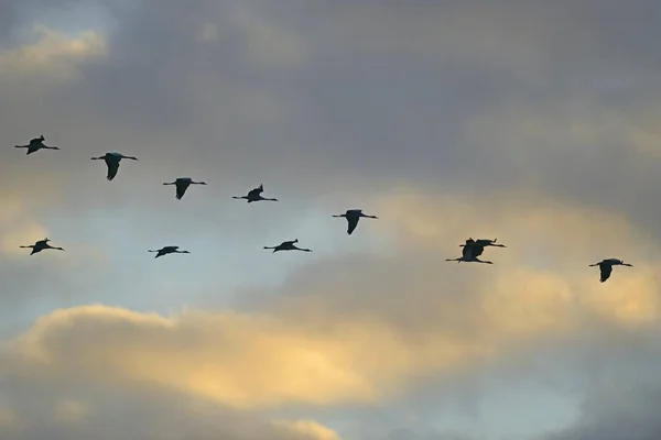 Jeřábi Ptáci Letu Zamračené Obloze — Stock fotografie