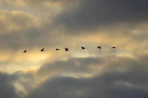Cranes birds in flight in cloudy sky