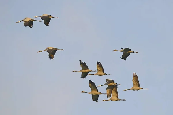 Kraanvogels Tijdens Vlucht Bewolkte Lucht — Stockfoto