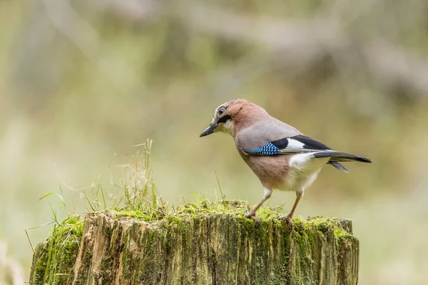 Jay Bird Nature Scenic Blurred Background — Stock Photo, Image