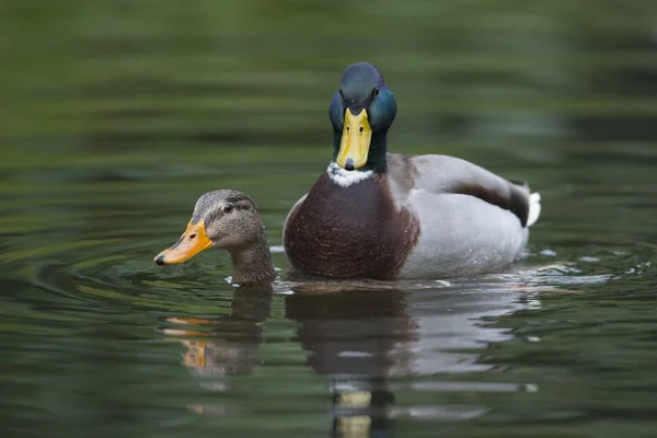 Canards Colverts Anas Platyrhinchos Accouplement Emsland Basse Saxe Allemagne Europe — Photo