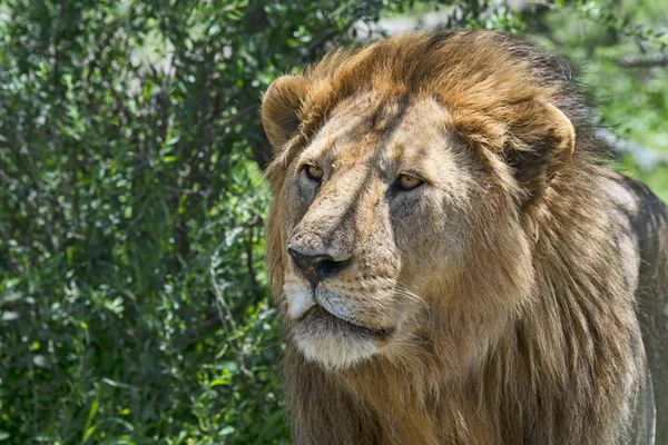Lion Panthera Leo Tanzania Africa — Stock Photo, Image