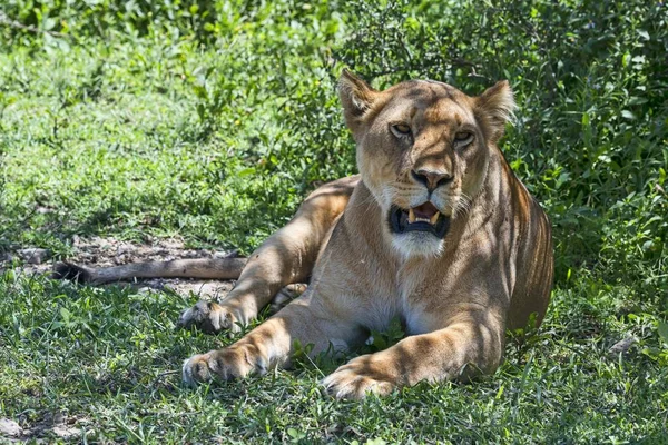 Lionessa Panthera Leo Riposante All Ombra Tanzania Africa — Foto Stock