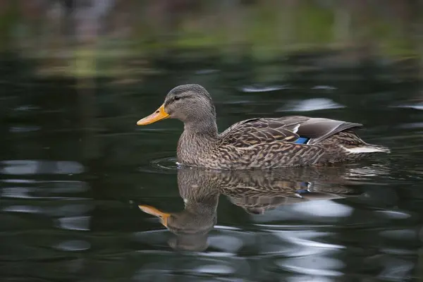 Mallard Anas Platyrhinchos Emsland Baixa Saxónia Alemanha Europa — Fotografia de Stock