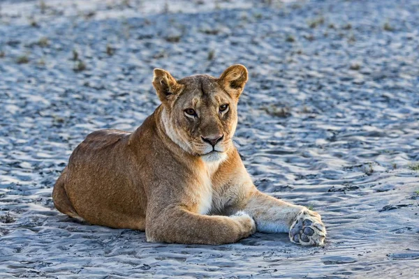Leoa Panthera Leo Luz Noite Tanzânia África — Fotografia de Stock