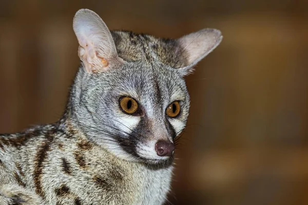 Genet Genetta Tigrina Tanzânia África — Fotografia de Stock