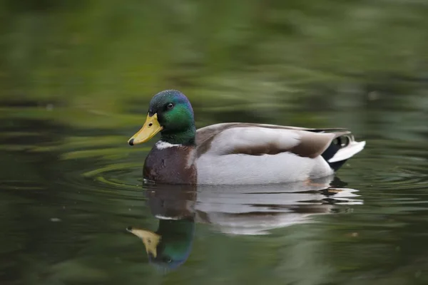 Mallard Anas Platyrhinchos Drake Emsland Κάτω Σαξονία Γερμανία Ευρώπη — Φωτογραφία Αρχείου