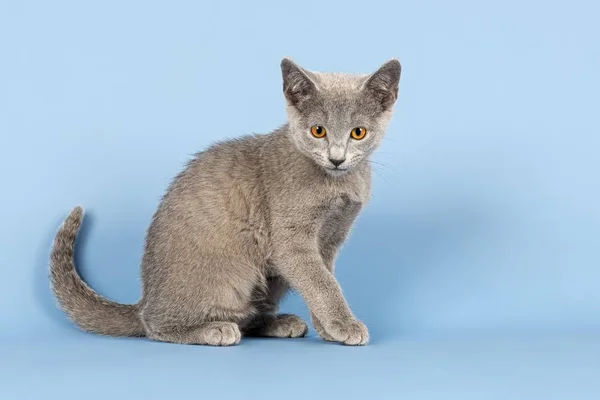 Gatinho Azul Russo Semanas — Fotografia de Stock