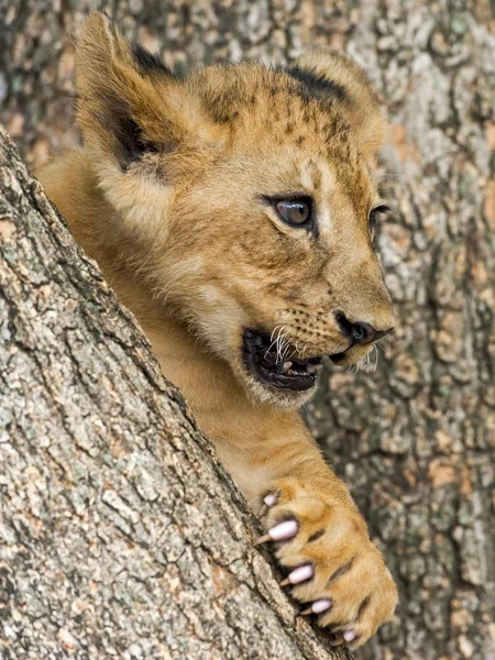 Lion Cub Panthera Leo Месяца Плену — стоковое фото