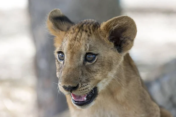 León Panthera Leo Joven Meses Cautivo — Foto de Stock