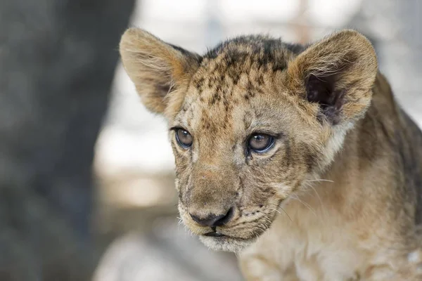 Лион Panthera Leo Молодой Месяца Плену — стоковое фото