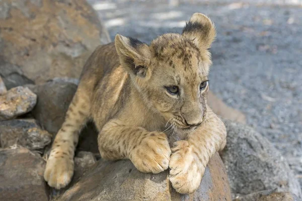 Leeuw Panthera Leo Jong Maanden Gevangenschap — Stockfoto