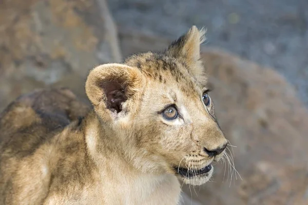 Лион Panthera Leo Молодой Месяца Плену — стоковое фото