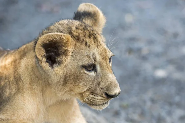 豹狮子座 3个月大 — 图库照片