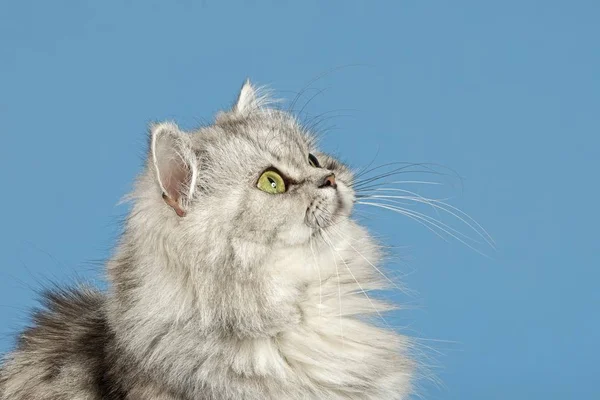 British Longhair Cat View — Stock fotografie