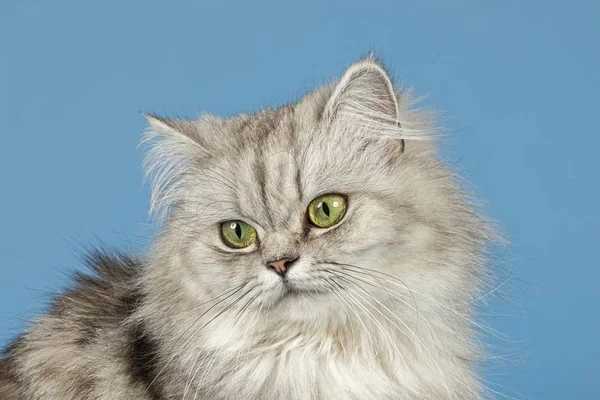 British Longhair Cat View — Stock Photo, Image