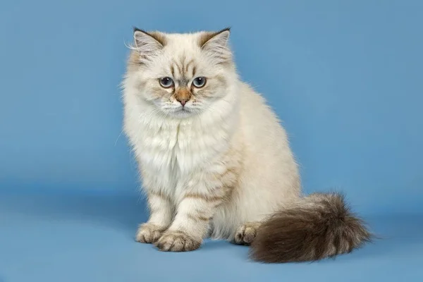 British Longhair Cat View —  Fotos de Stock