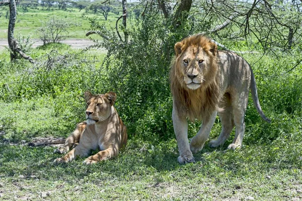 Leones Panthera Leo Sombra Tanzania África — Foto de Stock