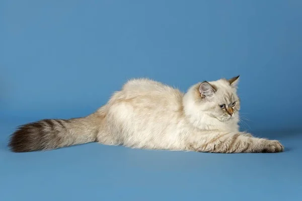 Британський Довгошерстий Кіт — стокове фото