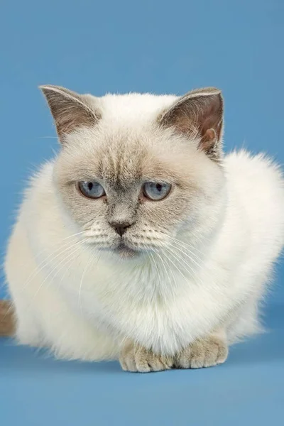 Britânico Shorthair Gato Vista — Fotografia de Stock