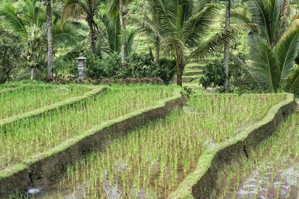 Cultivos Arroz Gunung Batukau Bali Indonesia Asia —  Fotos de Stock