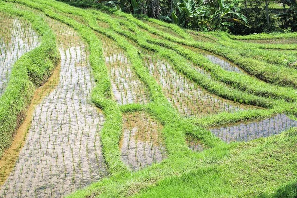 Cultivos Arroz Gunung Batukau Bali Indonesia Asia —  Fotos de Stock