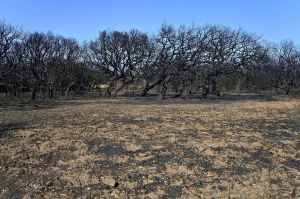 Зачаровані Дерева Після Пожежі Біля Арбуса Провінція Карбонія Іглесіас Сардинія — стокове фото