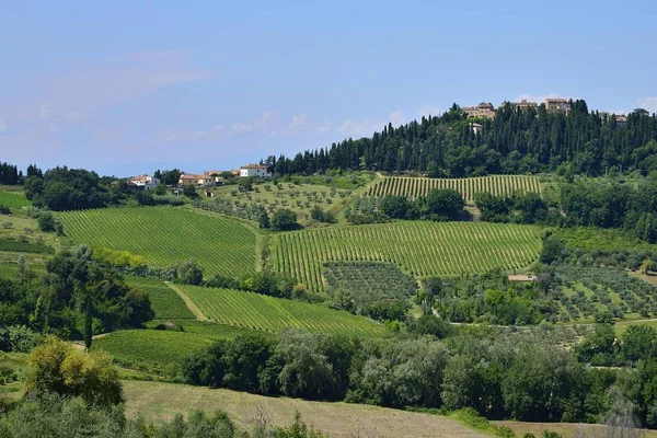 Chianti Classico Şarap Mahzeninde Üzüm Bağları Olan Manzara Lecchi Siena — Stok fotoğraf