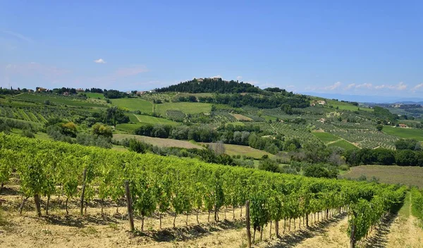 포도주 지역에 포도원 Lecchi Chianti Province Siena Tuscany Italy Europe — 스톡 사진