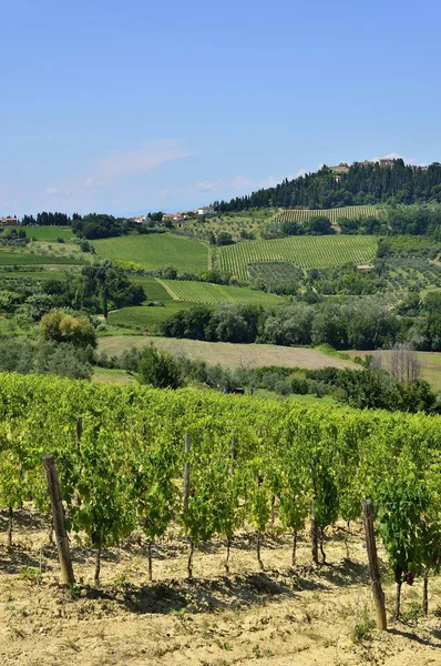 Landscape Vineyards Chianti Classico Winegrowing Area Lecchi Chianti Province Siena - Stock-foto