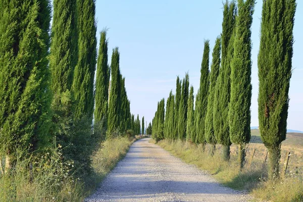 Weg Omzoomd Met Cipressen Crete Senesi Provincie Siena Toscane Italië — Stockfoto