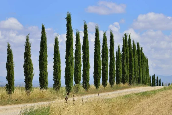 Vuil Pad Met Een Cipressenlaan Vlakbij Murlo Provincie Siena Toscane — Stockfoto