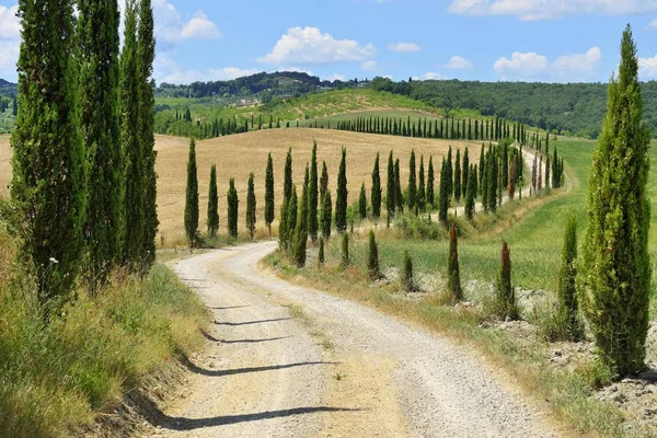 Vuil Pad Met Een Cipressenlaan Vlakbij Murlo Provincie Siena Toscane — Stockfoto