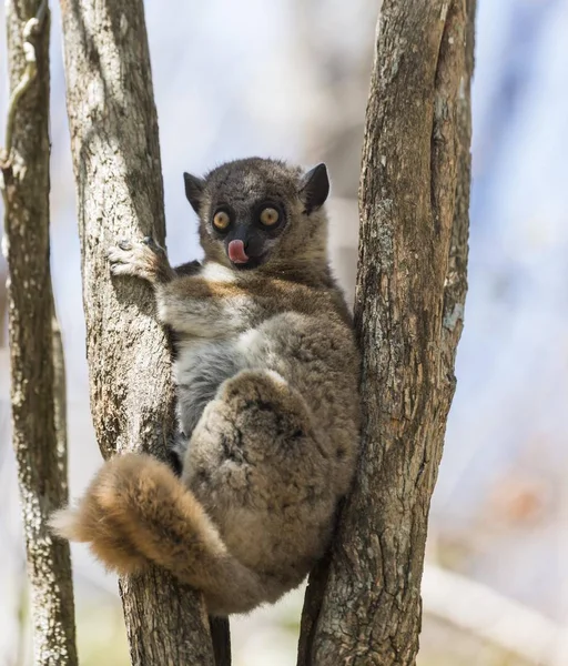 Rödstjärtad Portiv Lemur Lepilemur Ruficaudatus Zombitse Vohibasia Nationalpark Madagaskar Afrika — Stockfoto