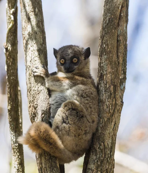 Red Tailed Sportive Lemur Lepilemur Ruficaudatus Zombitse Vohibasia National Park — Stock Photo, Image
